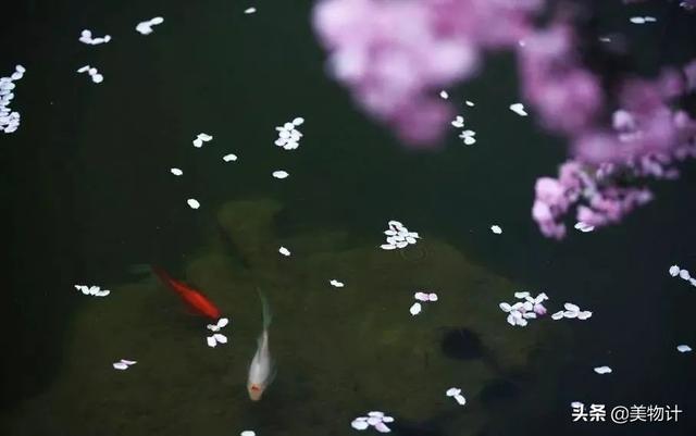 书卷气是怎样一种气质，书卷气是什么气质（做一个有书卷气的女人）