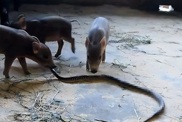 蛇是脊椎动物吗，蛇属于脊椎动物吗（为何我们很少看到蛇的尸体）