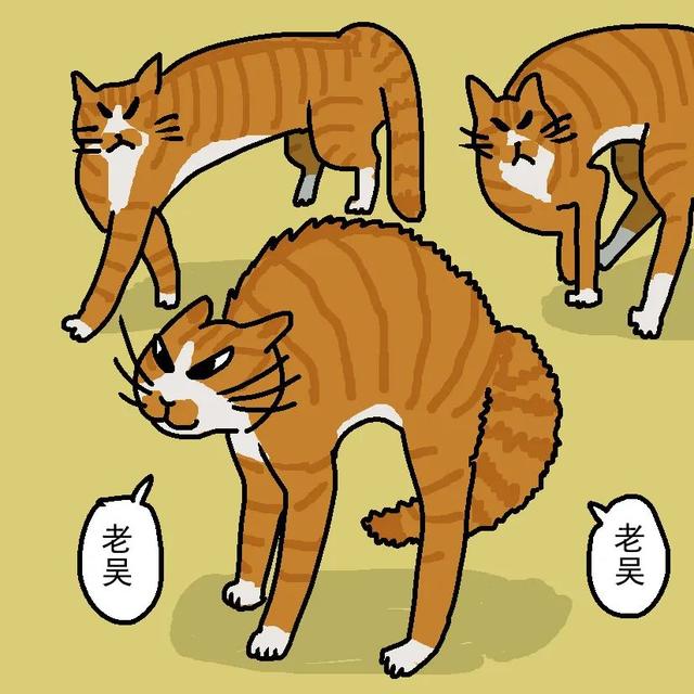 如何读懂猫的叫声语言，猫的叫声对话（一次性教你看懂猫咪语言）