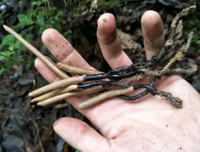 泥土最珍贵，泥土最珍贵阅读理解及答案（如今90元一两有人买）