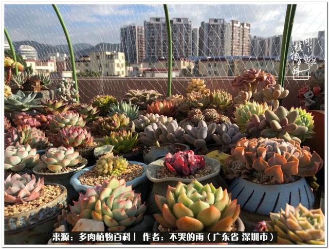 彩虹糖的梦 金娃娃，娃娃音适合唱哪些歌（愿2022心中有盼）