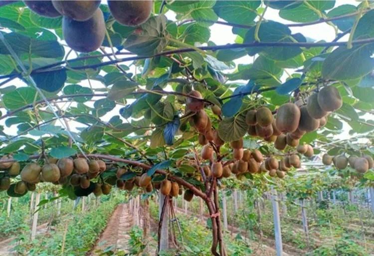 农村赚钱的门路（农村赚钱门路找个赚钱的门路）