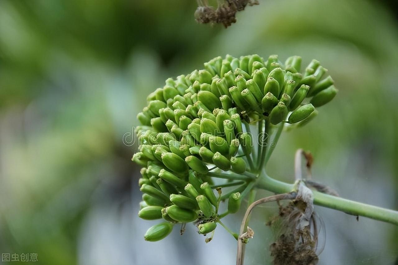 小茴香籽怎么吃，茴香菜籽的作用图片
