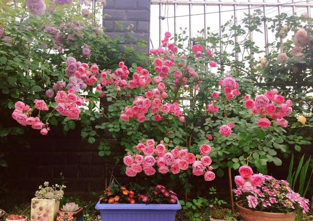 冬天有什么花开放，冬季开花的花卉有哪些（8种“稀罕花”）