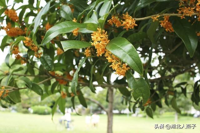 春天的花有哪些，春天21种可以食用的鲜花（一年四季都盛开的花是什么花）