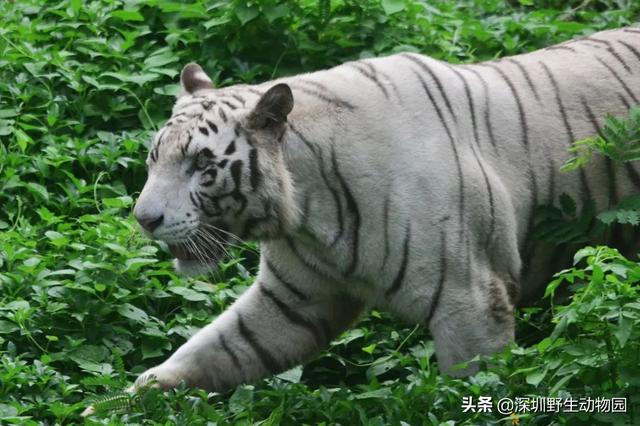 深圳世界之窗门票多少钱一张，深圳世界之窗晚上门票多少（动物园\u0026世界之窗/欢乐海岸水秀）