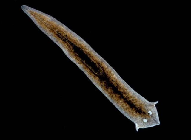 美西螈与蝾螈有什么不同，美西螈是两栖动物吗（“重生界巨头”的超强再生能力）