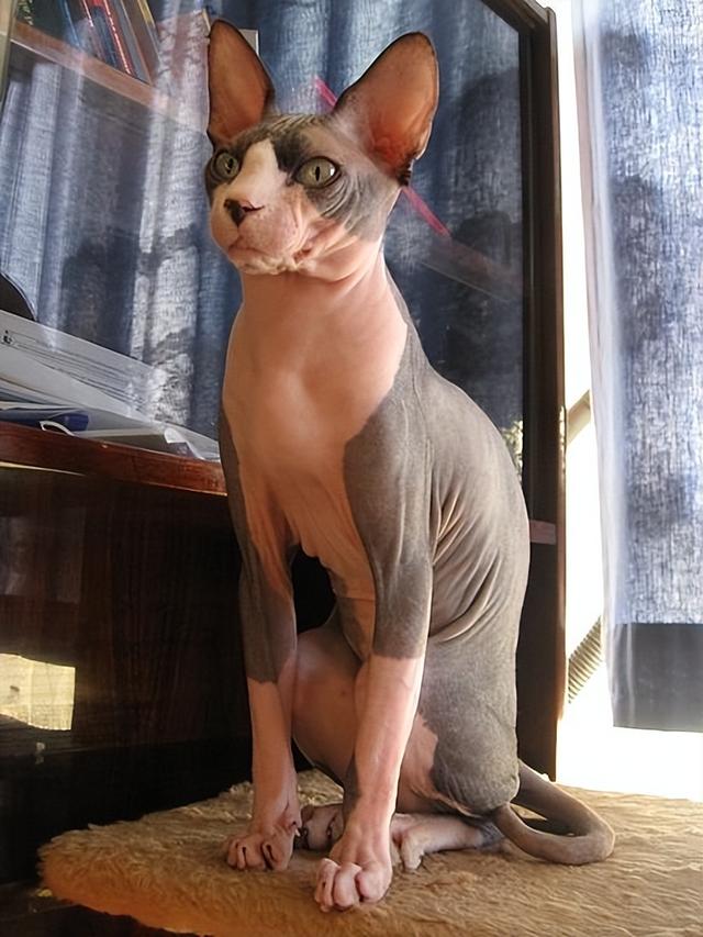 最不建议养的10种猫，这几种猫越养越心累