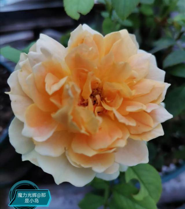 魔力挺好吗，力魔和魔力红哪个好（魔力光辉的魅力）