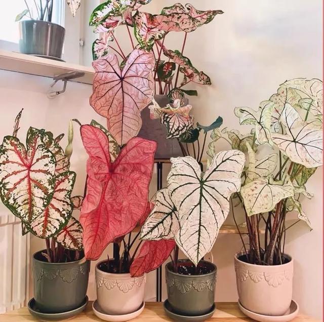 可以种在阳台的大型绿植，可以种在阳台的大型绿植品种（能养8种“大叶花”）