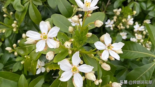七里香花语，七里香花语象征与寓意（七里香：七里香歌好听）