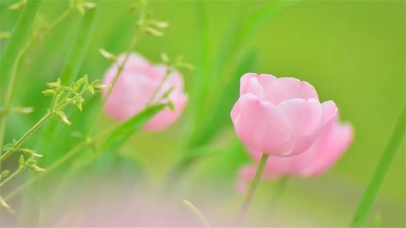 保护眼睛的桌面壁纸，经常对着电脑眼睛疼怎么办（保护眼睛从我做起…）