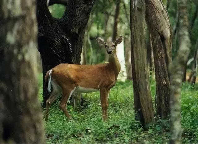 鹿肉（鹿肉性味归经，为何市面上那么少见（鹿肉的功用）
