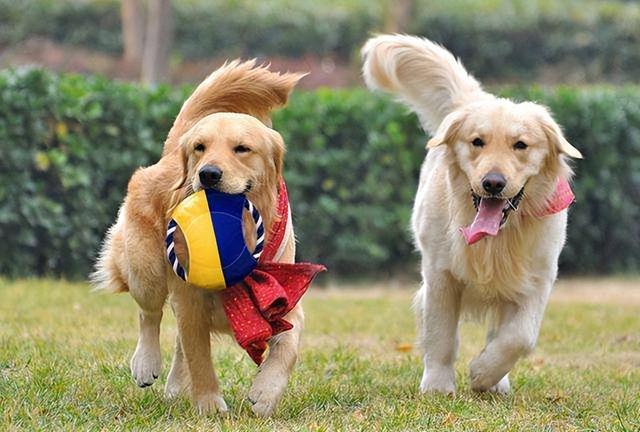 金毛好养吗金毛犬怎么养，金毛狗狗好养吗（原来这就是它“饲养率”飙升的原因）