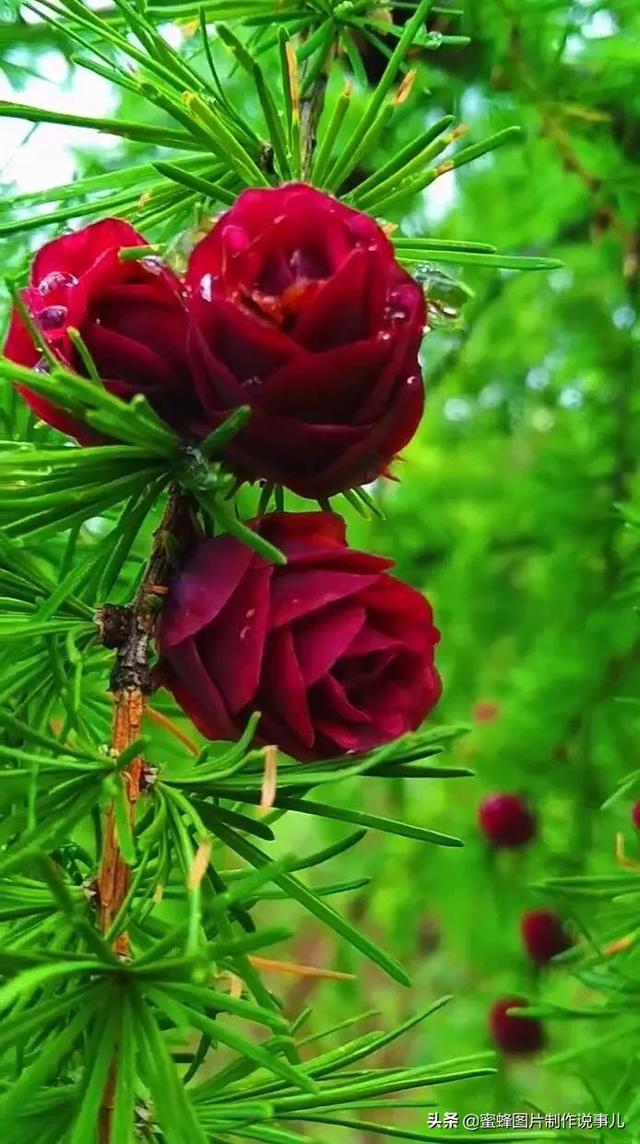 美图,可做壁纸,可以做壁纸的图片 唯美(愿你的生活像花一样灿烂)