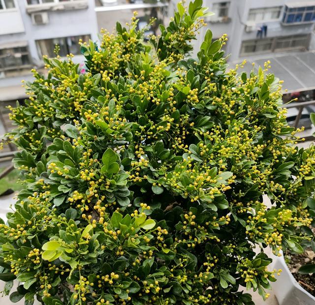 春天的花有哪些，二年级春天的花有哪些（“最香的”15种花）