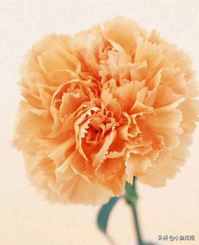 母亲节送什么花，母亲节送什么花最适合（能送给母亲的花不只是康乃馨）