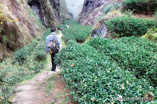 武夷山岩茶是什么茶，武夷山岩茶是什么茶?崇亮传播茶文化（我眼中的武夷山）