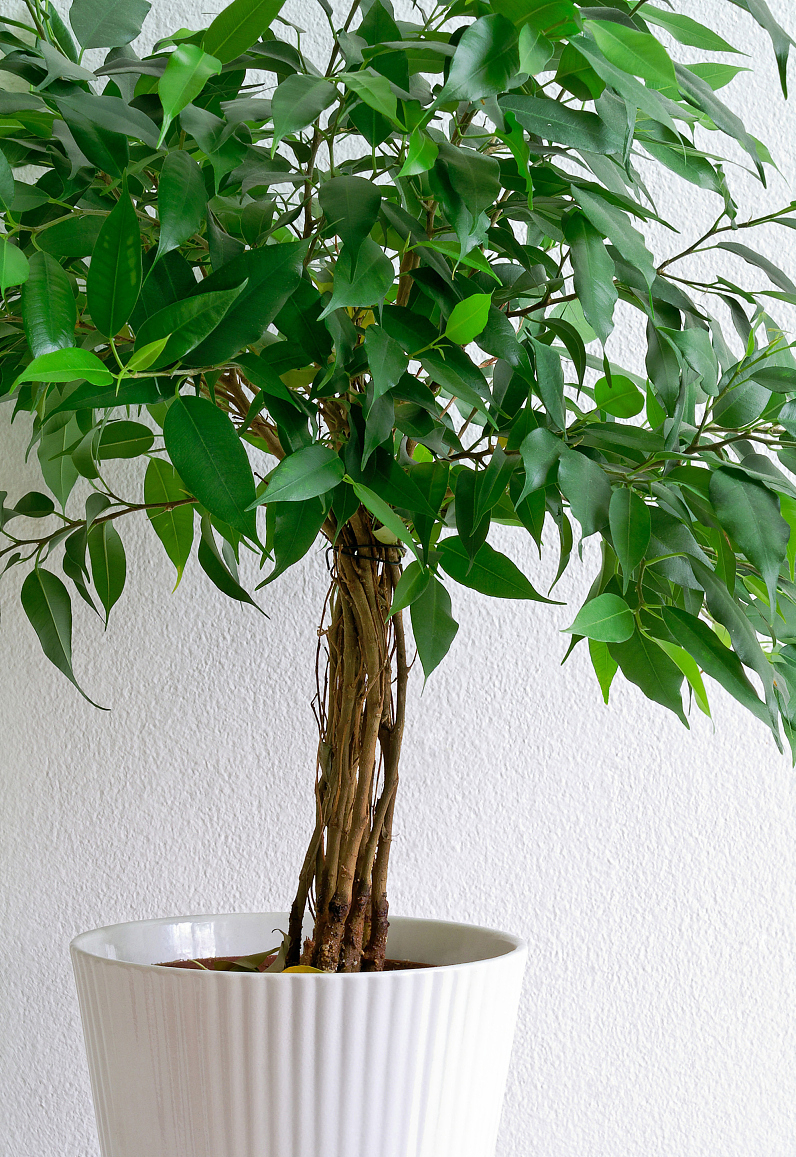 玉树的风水作用(九树进门) - 行就行