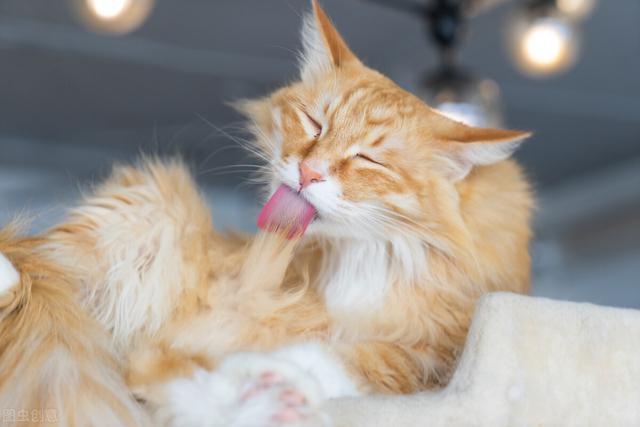 缅因猫，网友：养了之后就不想换猫了（缅因猫多少钱一只）