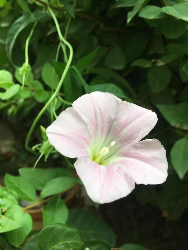 描写植物的优美句子，描写植物的优美句子摘抄（五彩斑斓千姿百态）