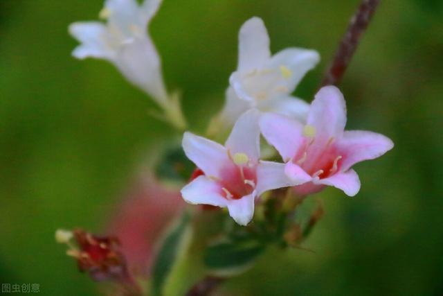 五彩锦带的养殖方法和注意事项，五彩锦带的养殖方法和注意事项有哪些（愿你人生前程似锦、绚丽多彩）