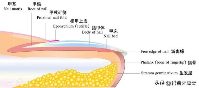 如何修指甲形状，如何修指甲形状图片（如何正确地修剪指甲呢）