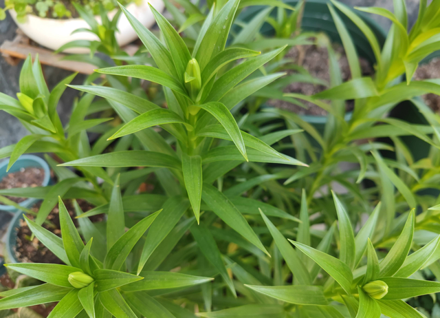 如意花怎么养，如意皇后的养殖方法和注意事项（颜值高寓意好开爆盆）