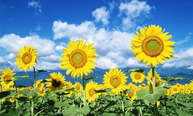 向日葵长什么样，向日葵的茎是什么样的（分享图片，生机勃勃的向日葵）