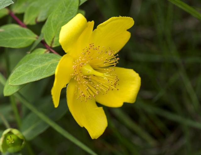 金丝梅（西南金丝梅，金丝梅是一种什么样的植物（金丝梅图片大全）