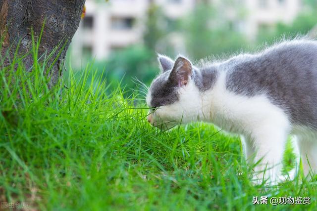 蓝白猫是什么品种，蓝色英短猫有哪些品种