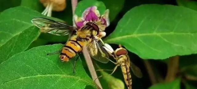 蝉是益虫还是害虫,蝉为什么只能活七天(这些虫子都是好的) 蝉是益虫还是害虫,蝉为什么只能活七天(这些虫子都是好的)