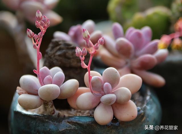 常见多肉玫瑰，十大最可爱的多肉植物