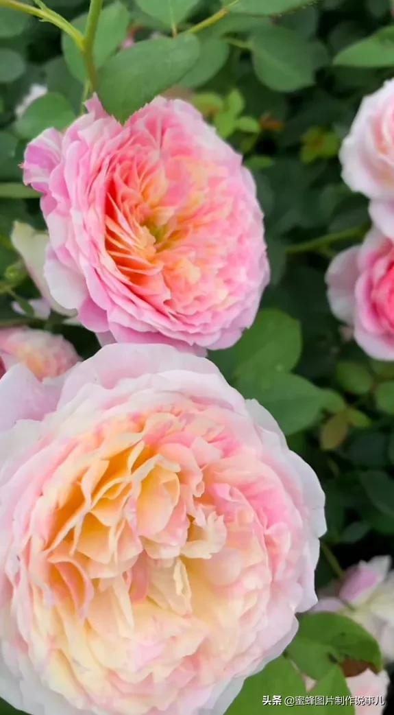 风景美图，风景美图壁纸（鲜花争艳，美景如画，过目不忘）