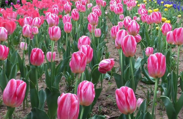 郑州周边免费景点，郑州最近免费旅游景点大全（不出郑州的8个赏花遛娃地）