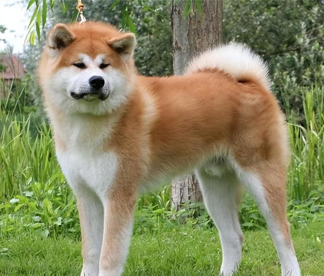 秋田犬为什么禁养，10大旺财的狗（为什么说“秋田犬”不值得养）