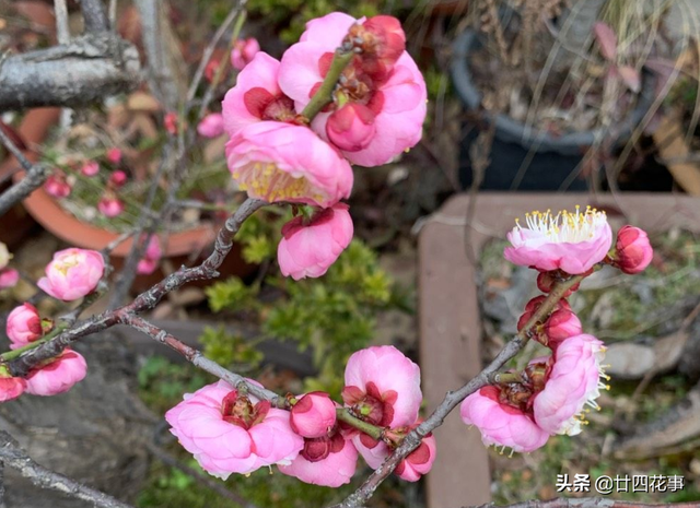 耐寒的花卉有哪些，耐寒好养的花卉有哪些（下雪天也能变美开花）