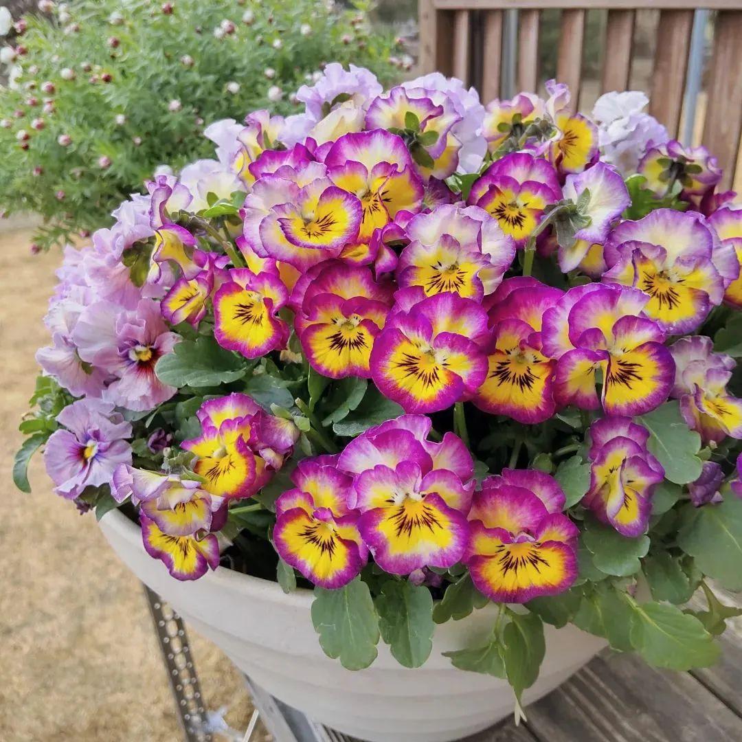 三色堇花朵(一花三色,四季花开不断) - 彝家农业网