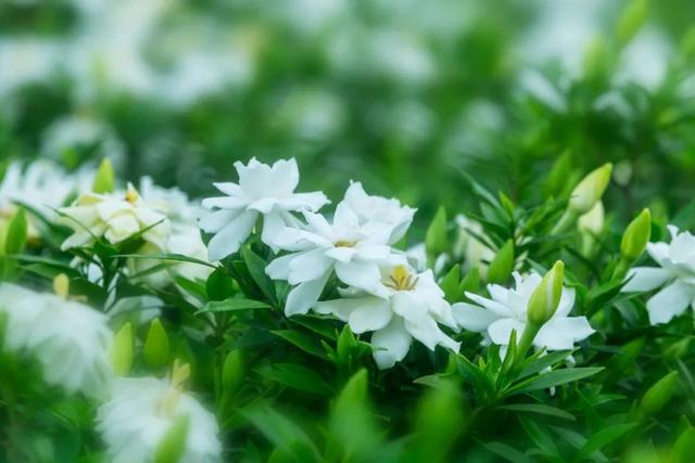 春天百花诗句大全，100句春花诗词