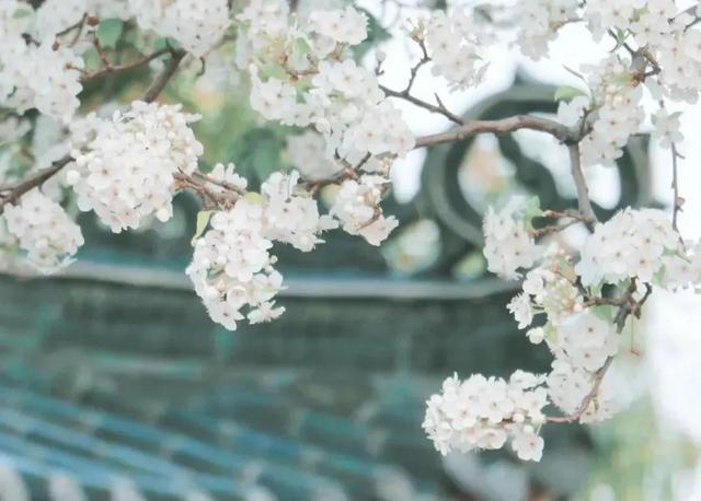 关于春分的古诗词，关于春分的古诗词是四句（人间万物皆恰好）