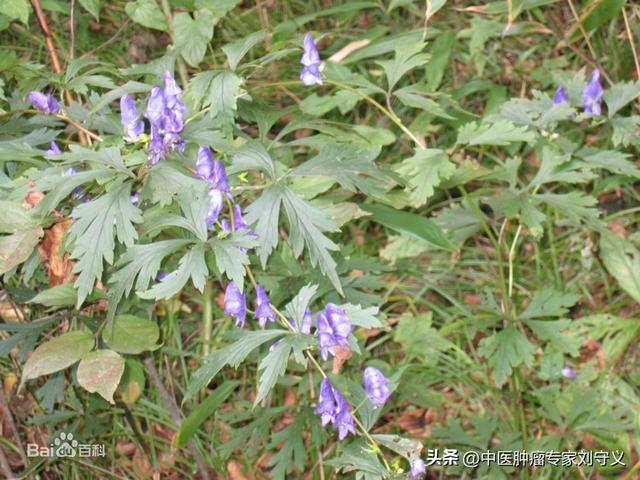 川乌的功效与作用，草乌的功效与作用（祛风除湿、温经、散寒止痛功效显著）