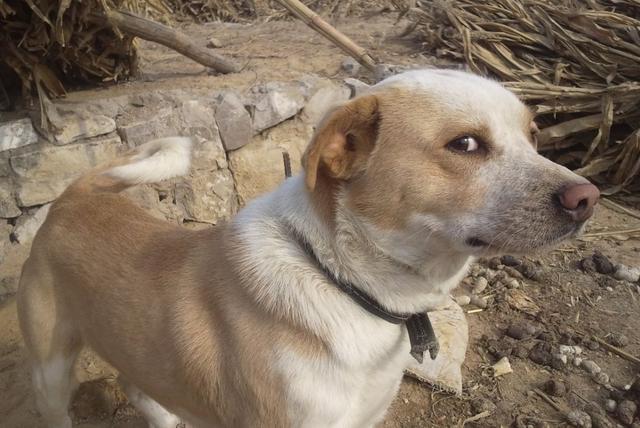 别说你爱我网名，别说你爱我微信昵称（狗狗对你有这些行为）