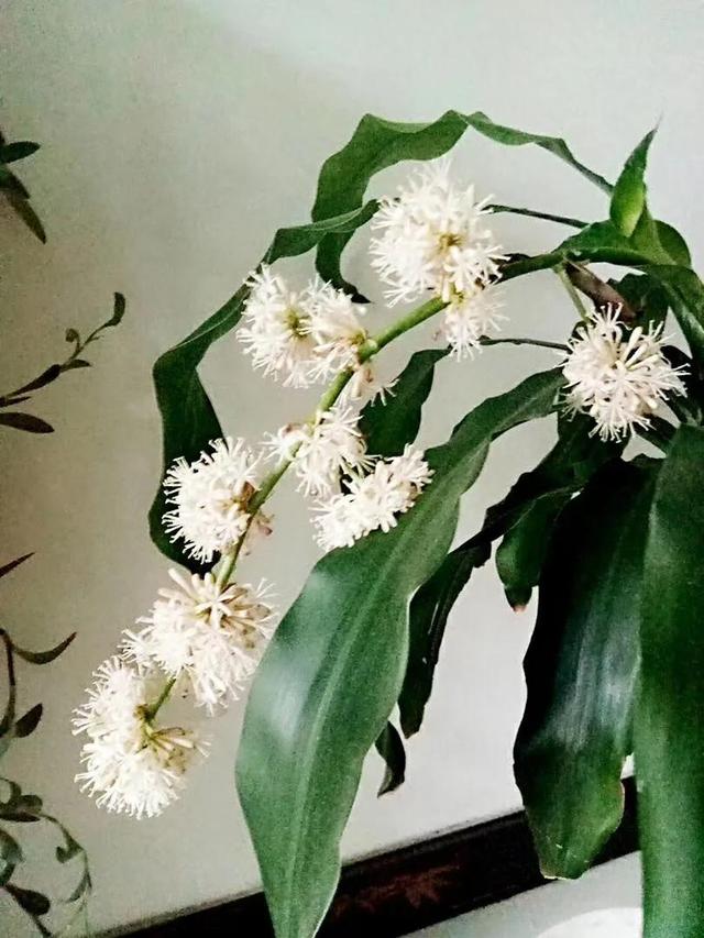 巴西木（巴西木开花，巴西木开花全过程记录（巴西木开花图片欣赏）