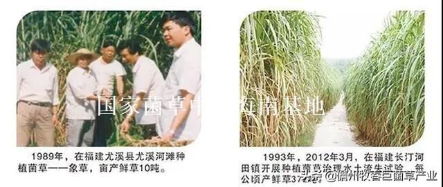 菌草（菌草颗粒饲料，这种“幸福草”为啥如此“香”（菌草有机肥）