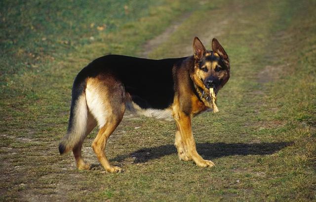 牧羊犬的特点和性格，德国牧羊犬的性格特点（盘点德牧的“优缺点”）