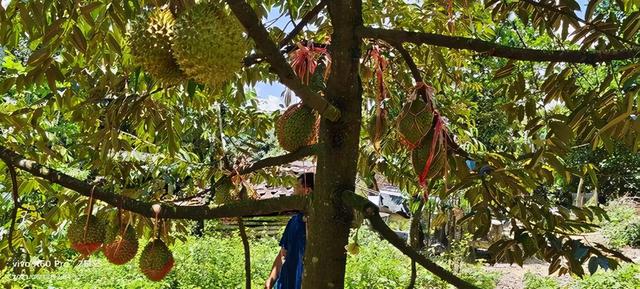 榴莲有国产的吗（赚钱机会、国产榴莲要来了）