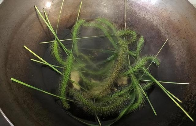 花穗是什么，向日葵的花穗是什么（它的花穗像狗的尾巴）