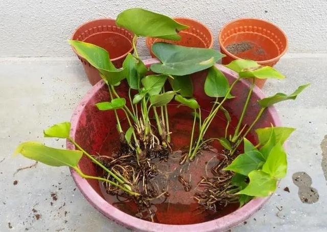 红掌盆栽怎么养，红掌盆栽的养殖方法（养盆“大红掌”）