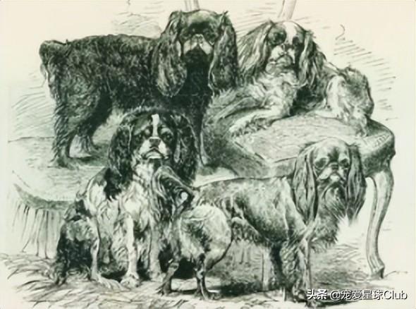 小狗的简单介绍，狗的介绍手抄报（狗狗也分高低贵贱）