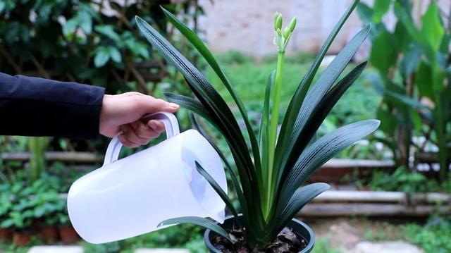 君子兰的花期是什么时候，君子兰花的花期（交替使用2种“水”）